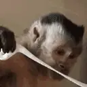 ステッカー