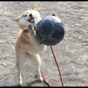 ملصق