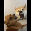 ملصق