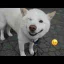 ملصق