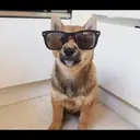 ملصق