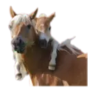 מדבקה