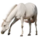 מדבקה