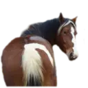 מדבקה